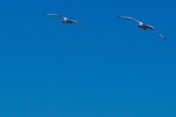 Ibis pair in flight