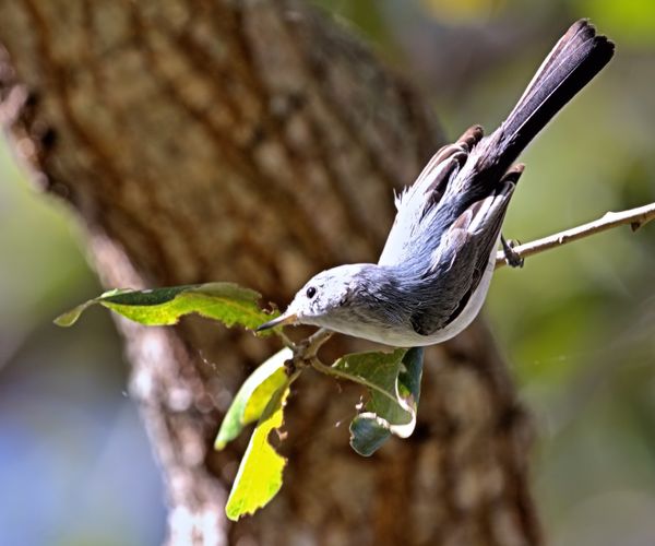 Little bird