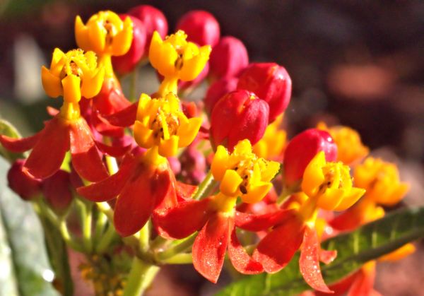 Milkweed crop
