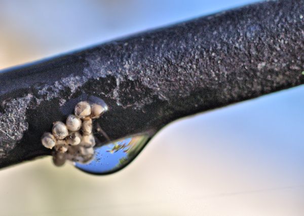 Rain drop reflection