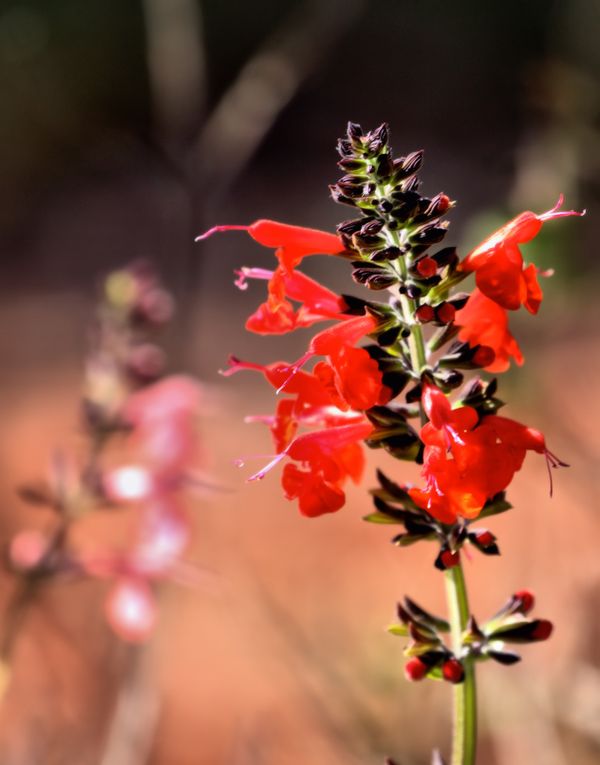 Salvia