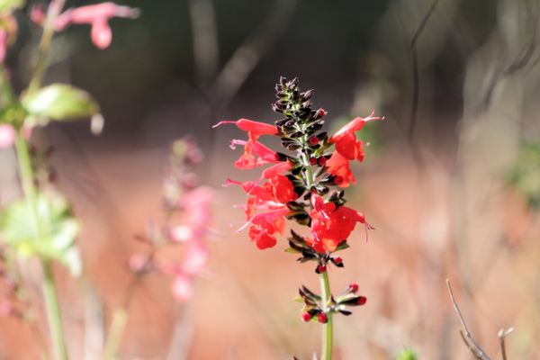 Salvia2