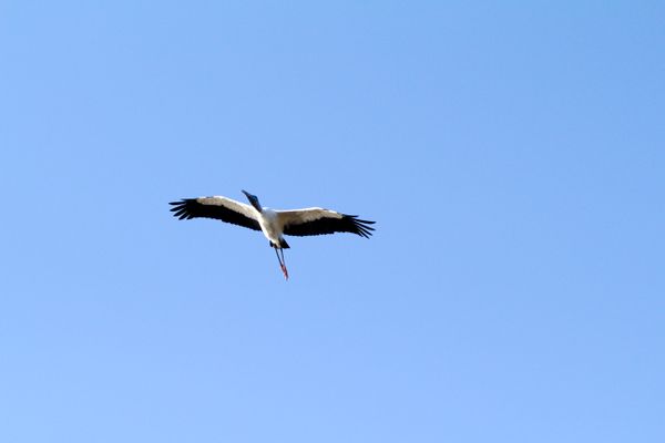 Sork in flight 3