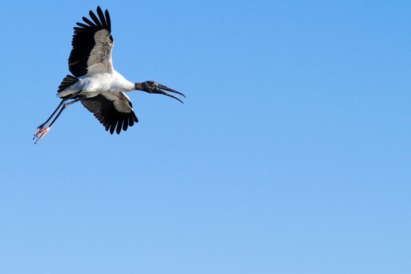 Stork in flight 5