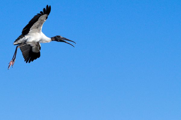 Stork in flight 6