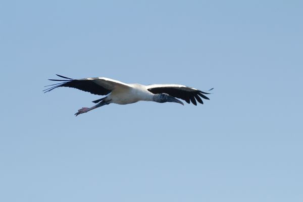 Stork in flight 7