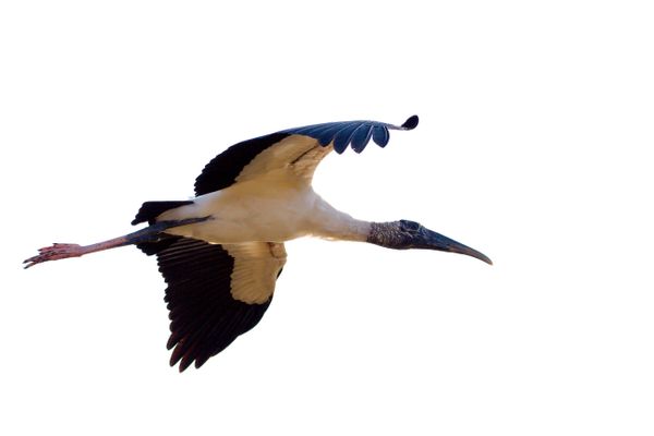 Stork in flight 8