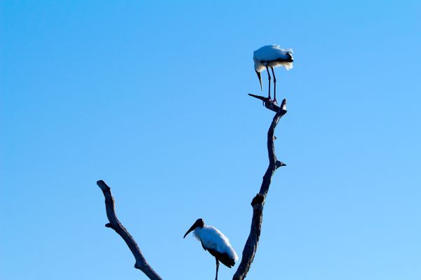 Stork pair