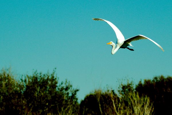White egret in flight