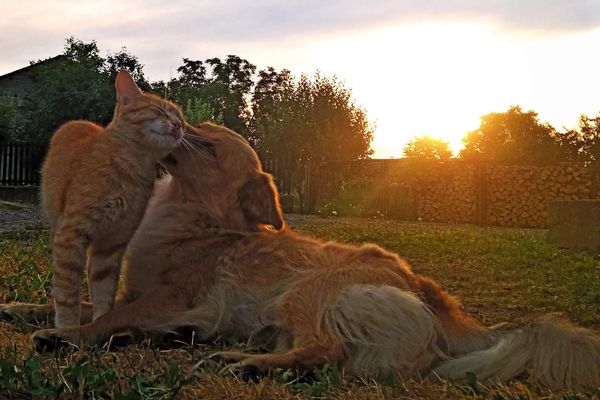Mascho & Becks at dawn