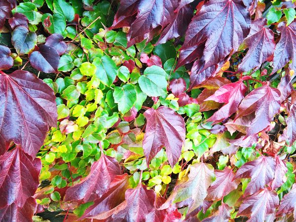Autumn colors of the leaves #1