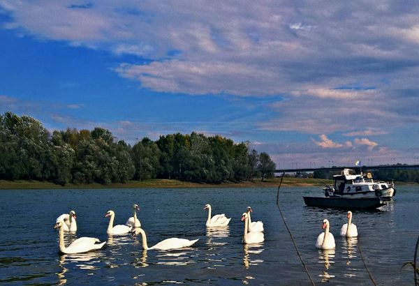 Swans on the river Sava #1.1
