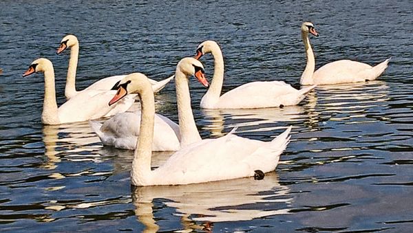 Swans on the river Sava #1