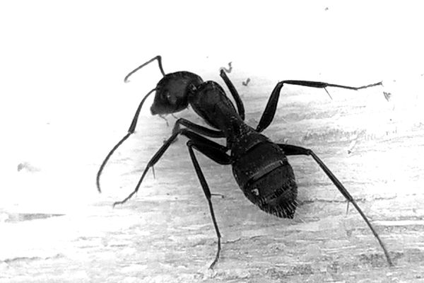 Ant in a hurry