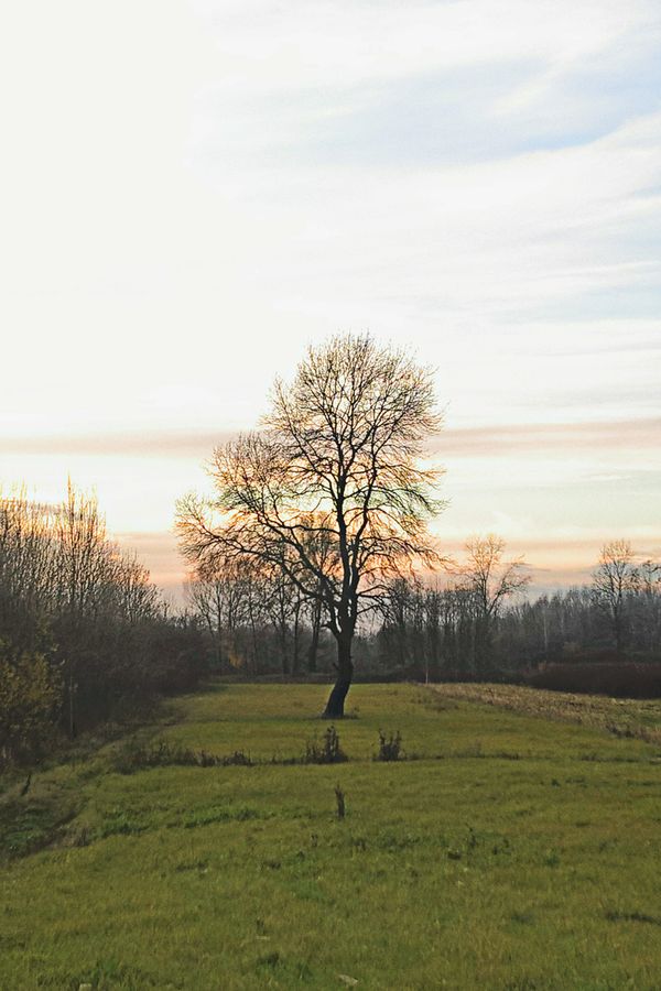 Loney tree at sunset