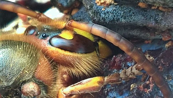 The portrait of a hornet