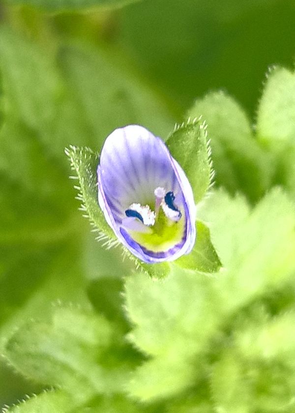 Meadow tiny flower (Veronica officinalis) #1.1