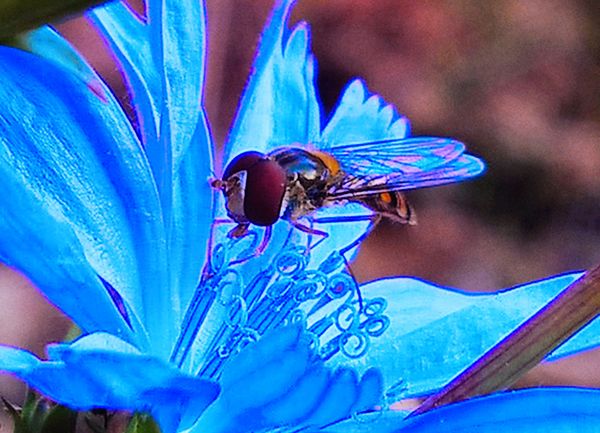 Hoverfly on a cikoria flower