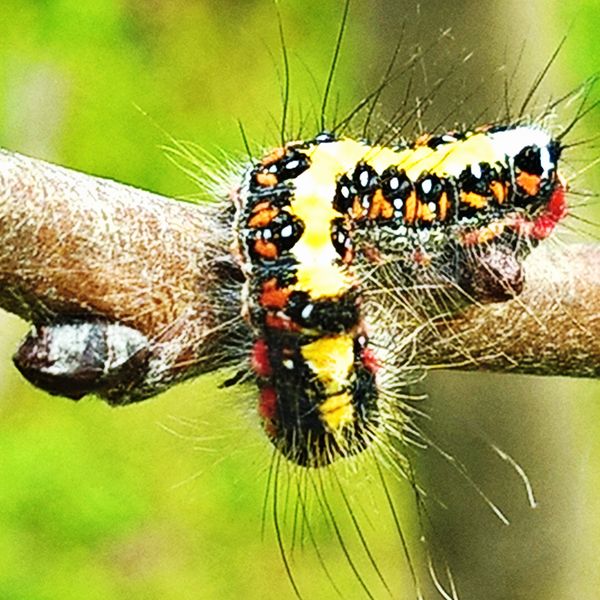 Caterpillar in the garden #1.1