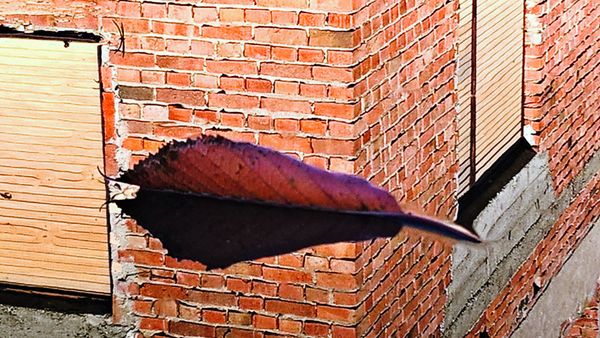Leaf - reflection