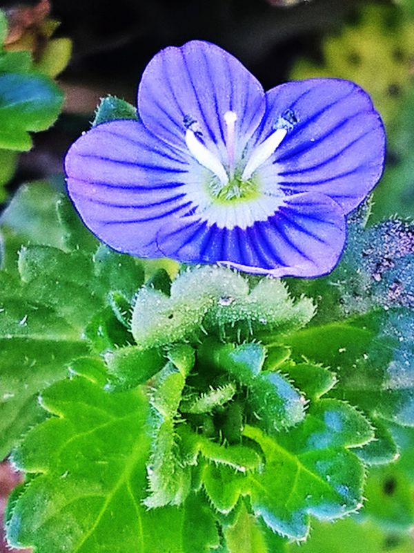 Meadow tiny flower (Veronica officinalis) #1