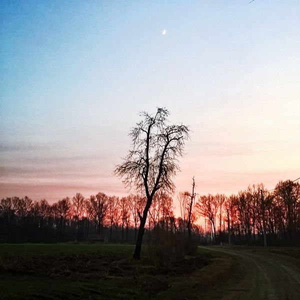 Loney tree at dusk...