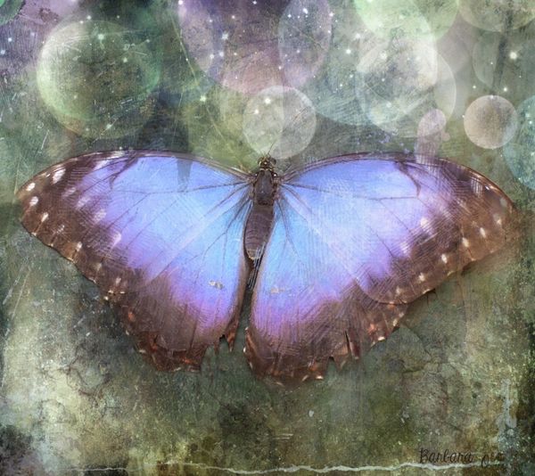 Papillon bleu 