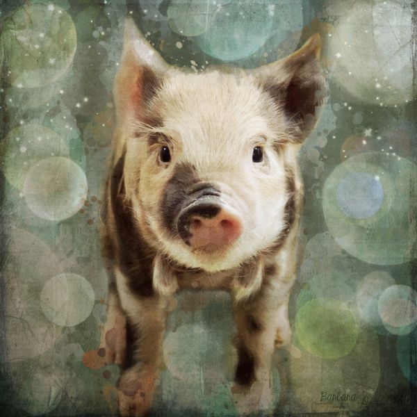 Pig is beautiful