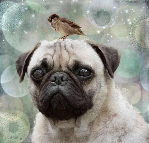 Pug and bird 