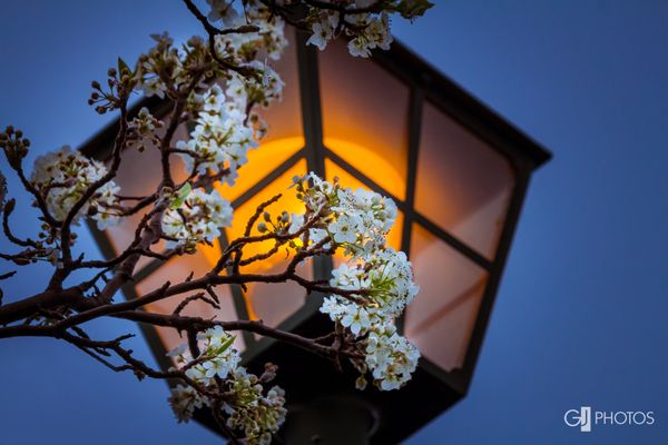 Blossoms by the lamp