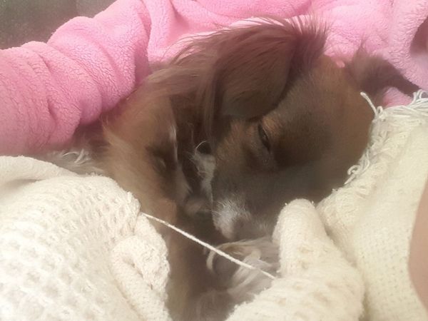 Cuddling with Puppy