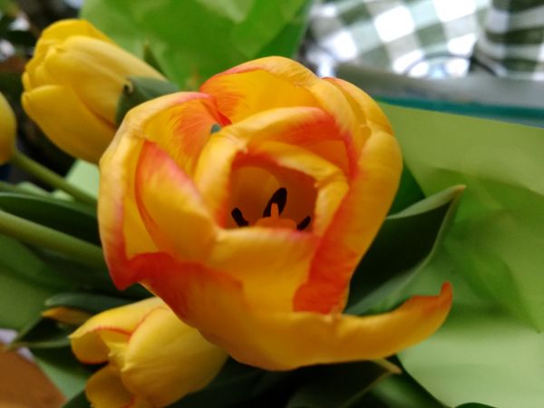 Pretty Tulips For Easter