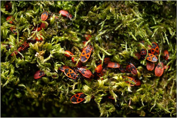 Aggregation of Firebugs