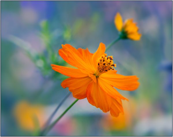 Captures from a flower meadow #4