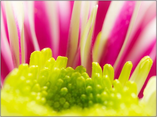 Chrysanthemum indicum hybrid