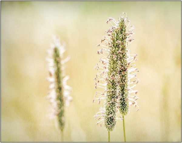 Flowering Grass
