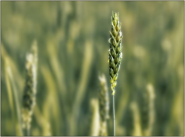 Flowering Wheat