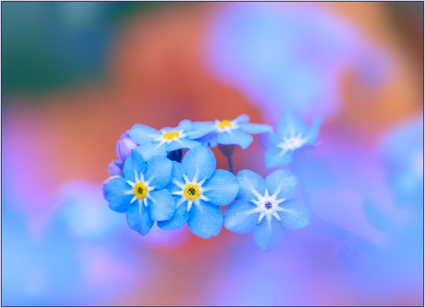 Forget-Me-Not