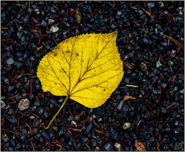 Lime Tree Leaf