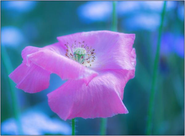 Pink Poppy