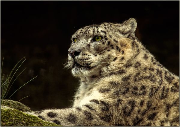 Snow Leopard