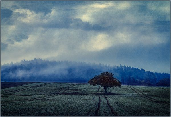 Solitary Tree, very early morning