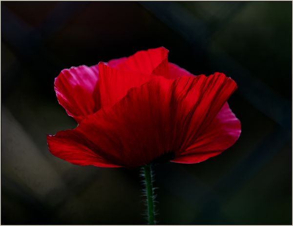 Super Red Poppy