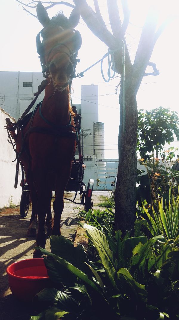 Carruagem do Didi, the Horse