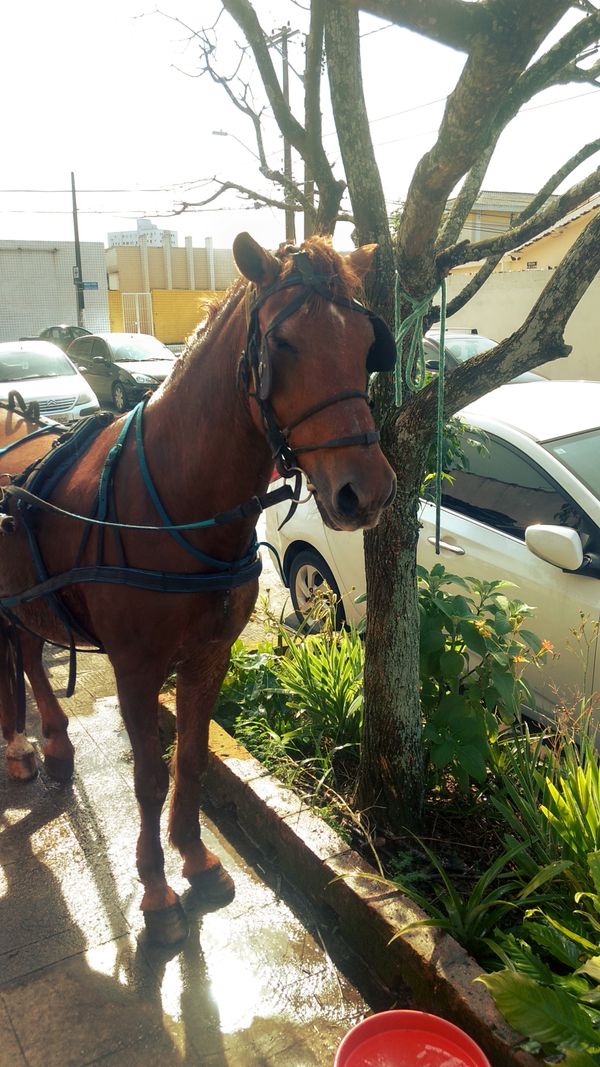 Horse taking a rest ~ Didi descansando