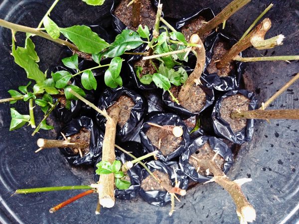 Incubadora de Mudas ~ seedling incubator