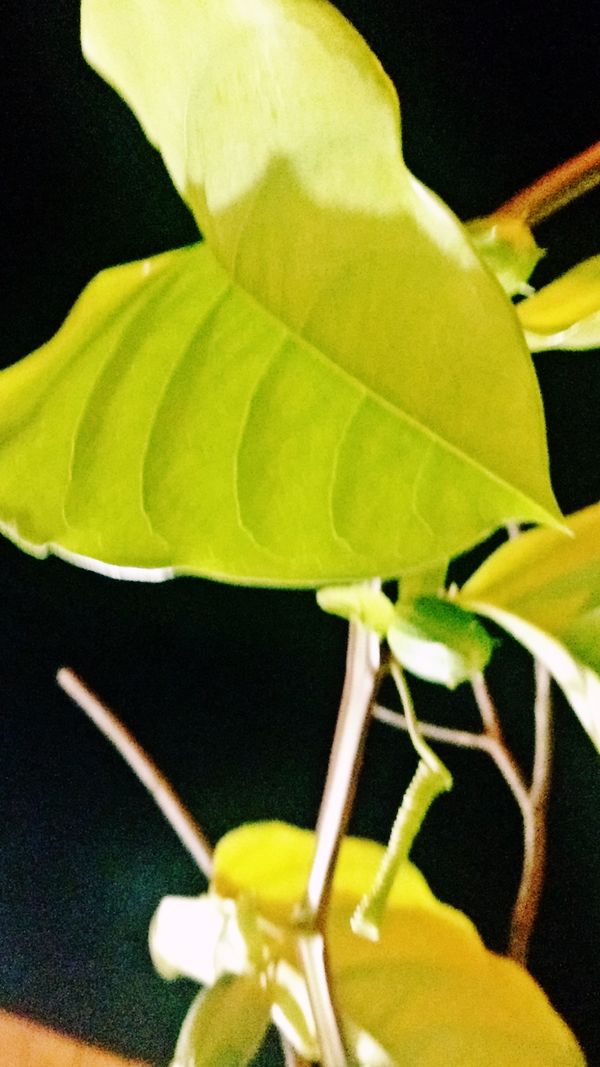 Folha Amarela ~ Yellow Leaf