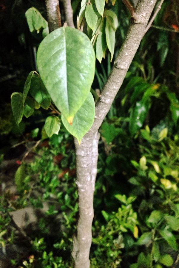 Night Garden