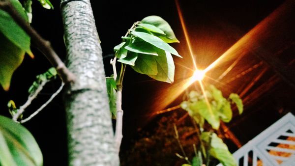 Garden in the night