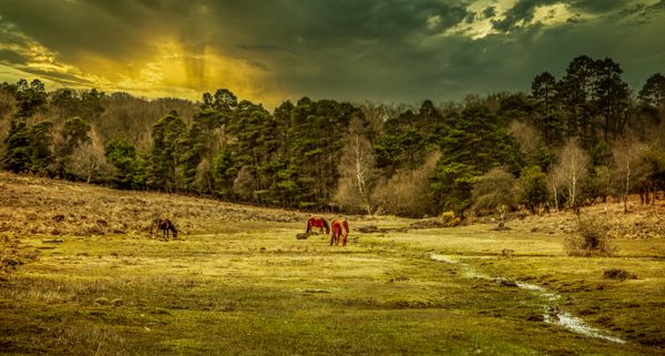 Ponies Grazing